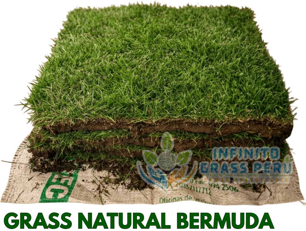 césped natural bermuda en Lima